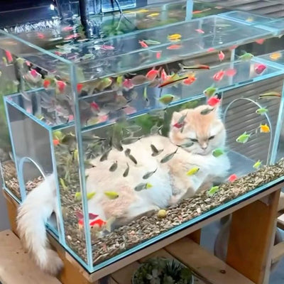 Cat Viewing Tank Super White Glass Customized Fish Tank Special-Shaped Fish Tank.