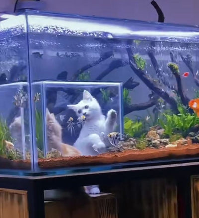 Cat Viewing Tank Super White Glass Customized Fish Tank Special-Shaped Fish Tank.