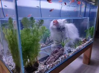 Cat Viewing Tank Super White Glass Customized Fish Tank Special-Shaped Fish Tank.